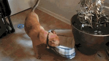 Pas je htio uživati u lijepom sunčanom danu, pogledajte čime je oduševio svog vlasnika