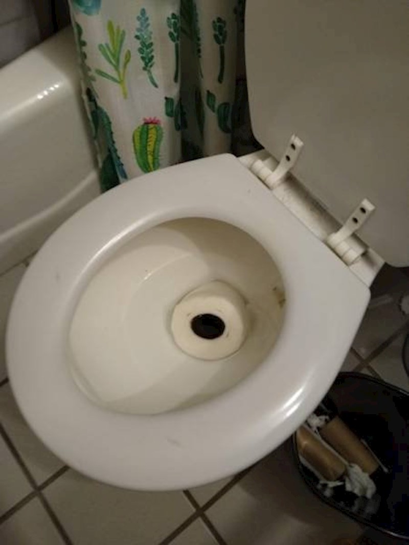 "Zabavno je imati mačke... Sve dok ti one jednog dana ne bace zadnju rolu WC papira u školjku."