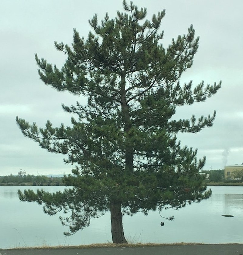 Stabla mogu rasti na vrlo čudan način...