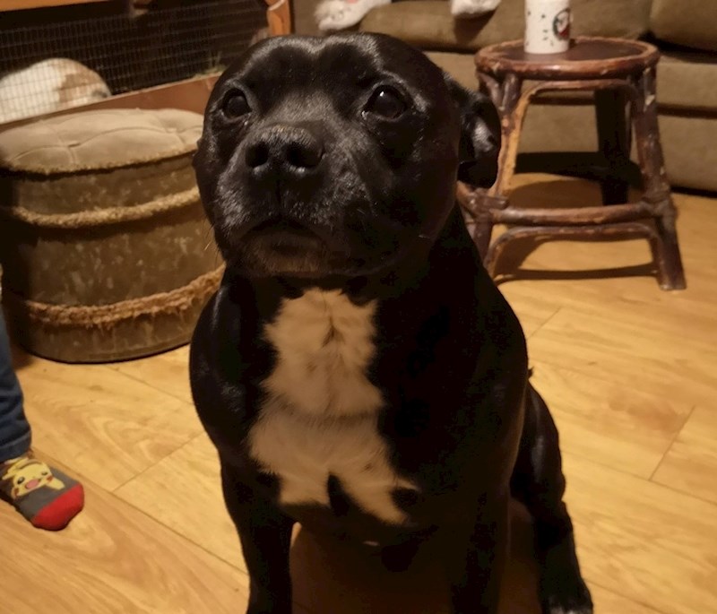 Ovaj pas na sebi ima bijele šare koje izgledaju kao mačka koja će kihnuti.