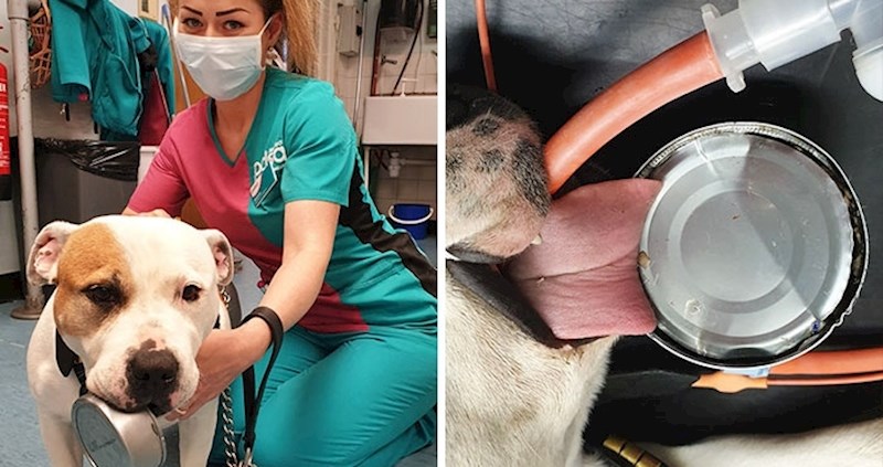 Ovo je 10-godišnja Bonnie, završio je na hitnoj nakon nevjerojatne nezgode