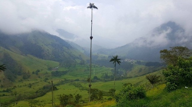 Ovo je najviša palma na svijetu. Teško je za povjerovati da je vjetar nije uspio srušiti.