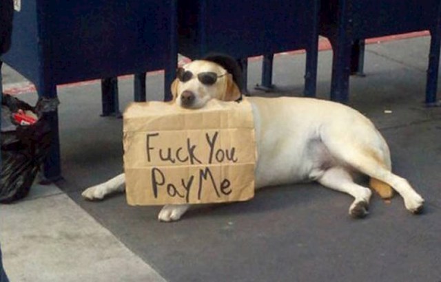 Ovaj pas želi vaš novac.