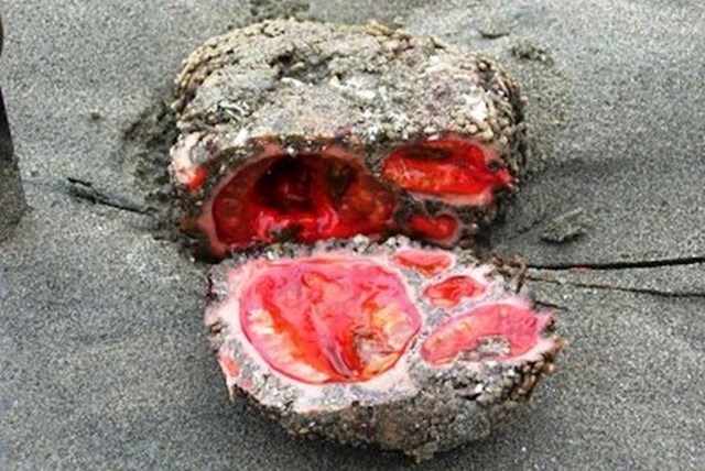 Pyura chilensis - živući kamen