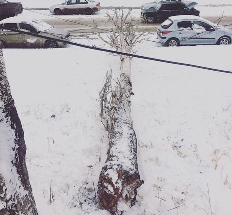 Drvo se srušilo, no vlasnici ovih automobila su imali sreće.