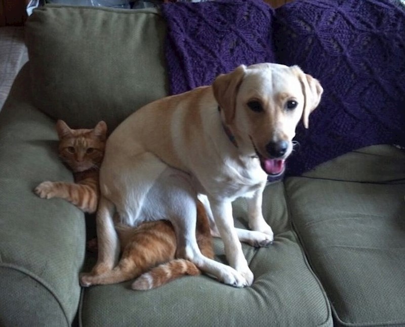 "Mačka? Ne, nisam je vidio."