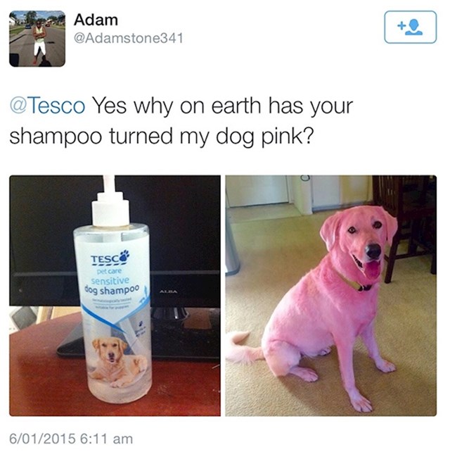 Šampon za pse je njihovog ljubimca ofarbao u rozo...