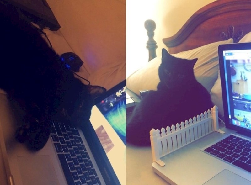 "Naša mačka obožava ležati na tipkovnici pa sam rekla dečku da je pokuša nekako otjerati."