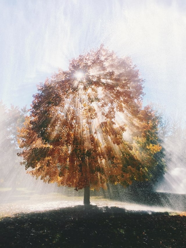 Kombinacija kiše, drveta i odličnog fotografa stvorila je impresivnu fotku.