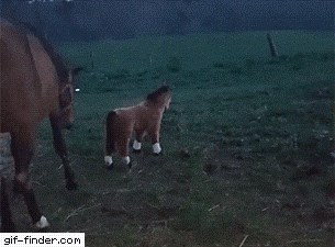 Kraj pravog konja stavili su manjeg plišanog pa snimili zanimljivu reakciju