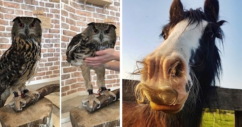 Ovih 10 slika otkrit će vam zanimljive činjenice koje vjerojatno niste znali