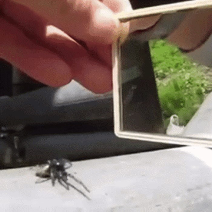 Postavio je ogledalce ispred pauka pa snimio njegovu neočekivanu i pomalo smiješnu reakciju