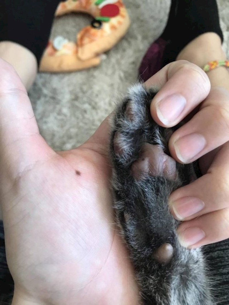 "Moja mačka i ja imamo madež na istom mjestu."