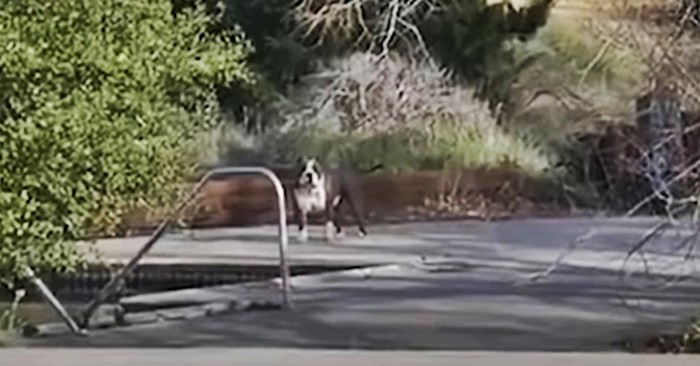 VIDEO Prijatelji su posjetili napušteni vodeni park pa shvatili zbog čega ih promatraju psi