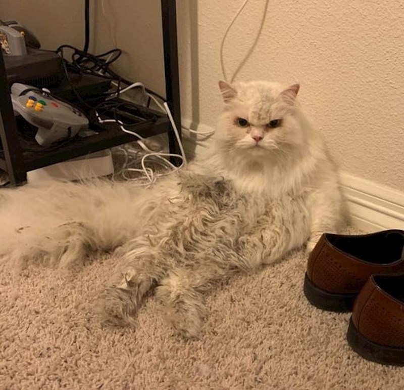 "Nakon 150 obješenih plakata o nestaloj mački, naša Dolores se konačno vratila kući."