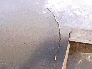 Pas se utapao u ledenoj vodi pa je Rus učinio ono u čemu su Rusi najbolji