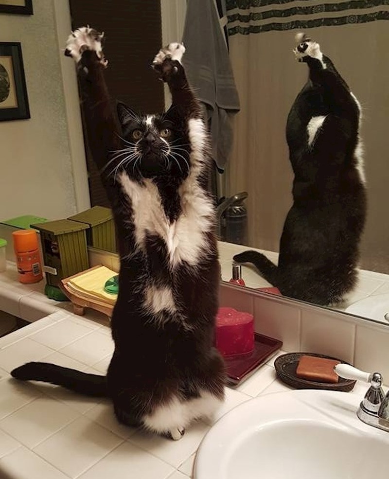 "Naša mačka često diže ruke u vis, kao da ju je policija uhvatila na djelu."