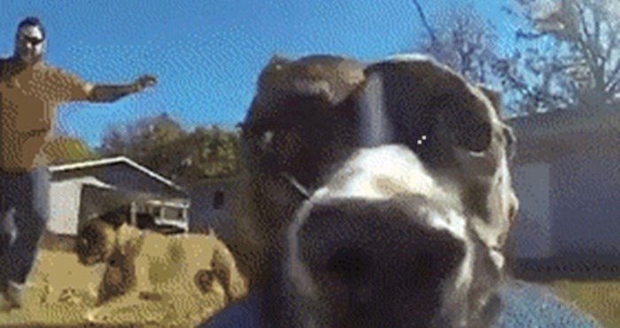 Pas je ukrao vlasnikovu kameru i snimio urnebesan video "lude potjere"