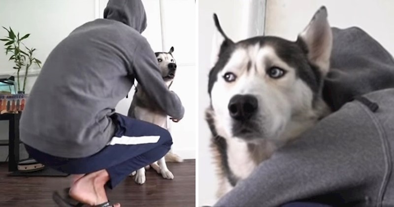 VIDEO Lik je provjerio što se dogodi kad psa predugo grlite, pogledajte kako je haski reagirao