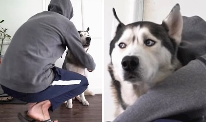 VIDEO Lik je provjerio što se dogodi kad psa predugo grlite, pogledajte kako je haski reagirao