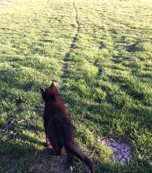 Ova mačka se svaki dan kreće istim smjerom preko livade, sama je sebi napravila put.