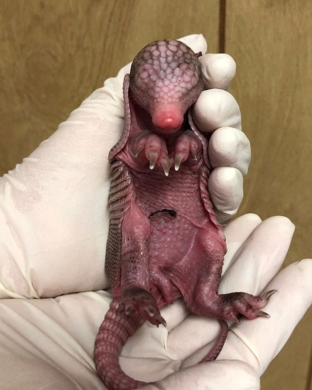 Beba armadila izgleda kao mali alien.
