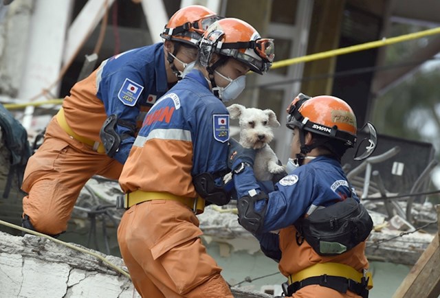 Ovaj psić je preživio potres u Meksiku. Pronašli su ga u srušenoj zgradi i spasili mu život.