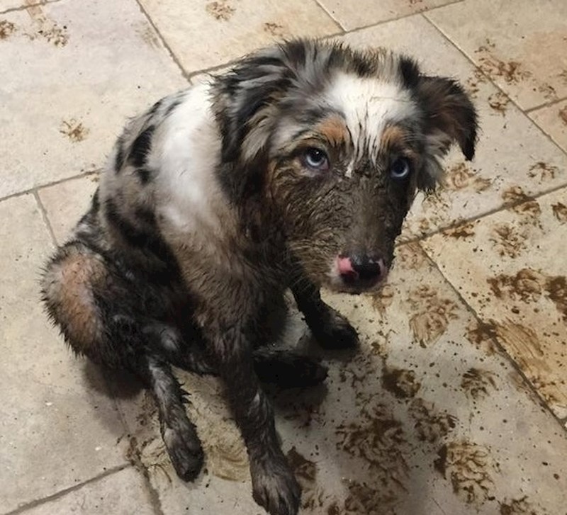 Vlasnik je mislio ići do grada, no onda se dogodilo ovo.