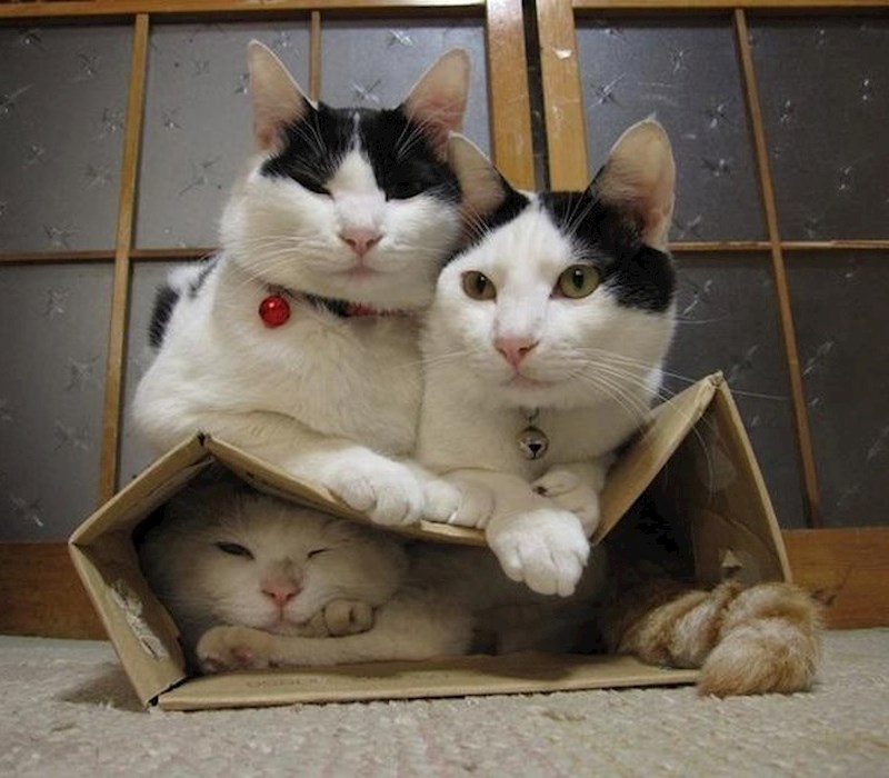 Čini se da je ovo svima bilo udobno...