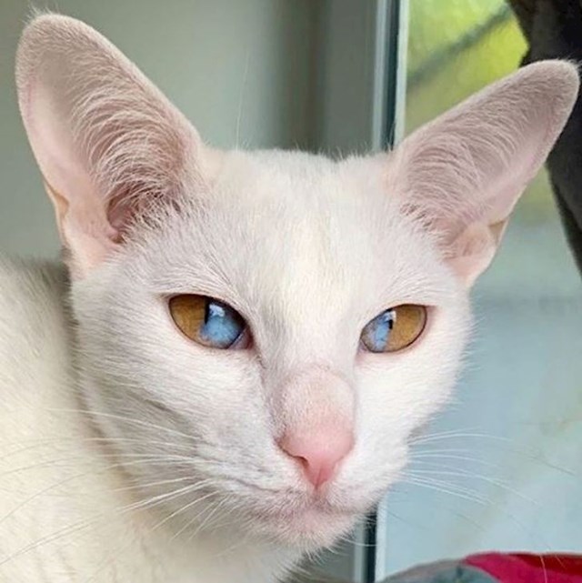 Prekrasna bijela mačka s heterokromijom