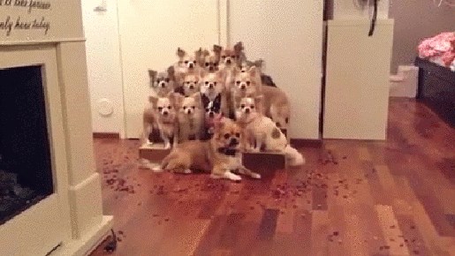 Ovi psići imaju urnebesnu tradiciju prije hranjenja, pogledajte kako ih vlasnici slikaju