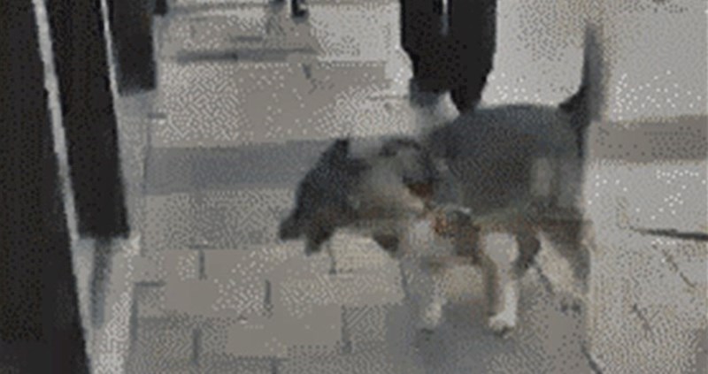 Pogledajte kako je reagirao pas koji stvarno nije htio čekati ispred restorana