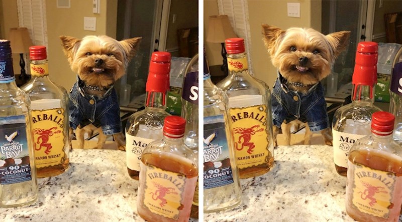 Ovaj psić se zna dobro zabaviti.