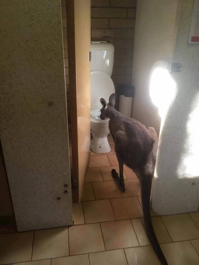 Klokan u javnom WC-u