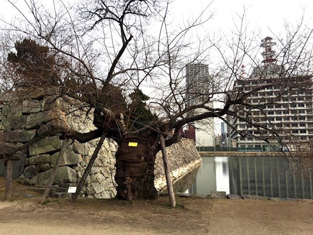 Ovo drvo je preživjelo bacanje atomske bombe na Hirošimu.