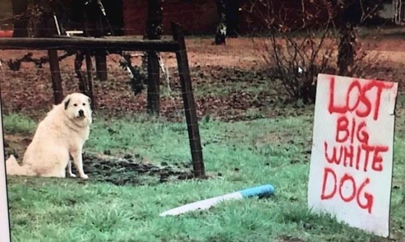"Vlasnica me proglasila herojem kad sam joj rekao da sam našao njenog izgubljenog psa. Bio je doslovno 2 metra od znaka na kojem je pisalo da je izgubila psa."