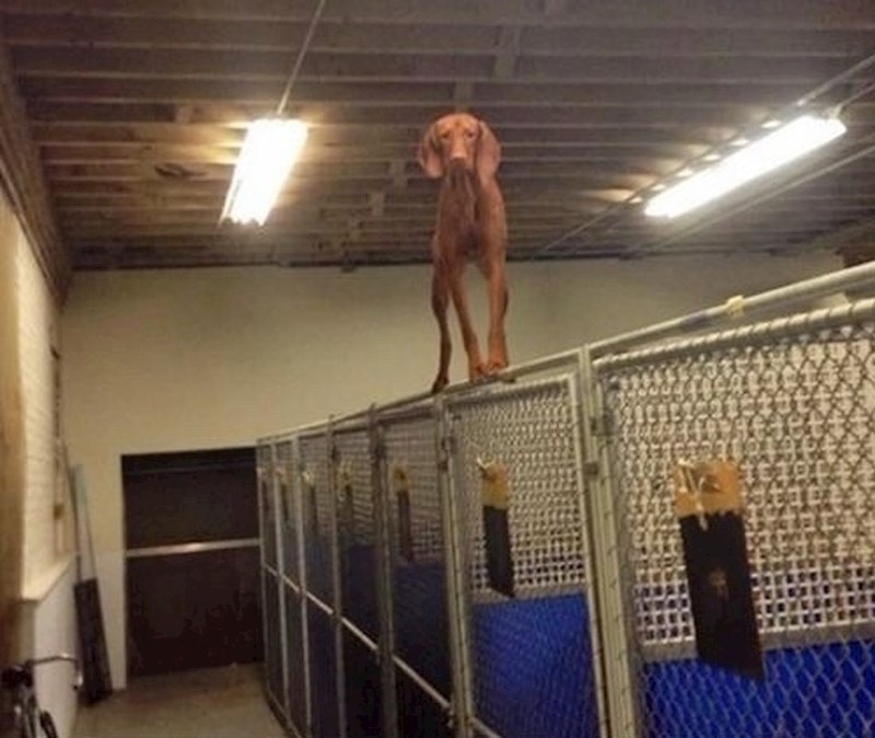 Ovaj pas je spretniji od mnogih mačaka.