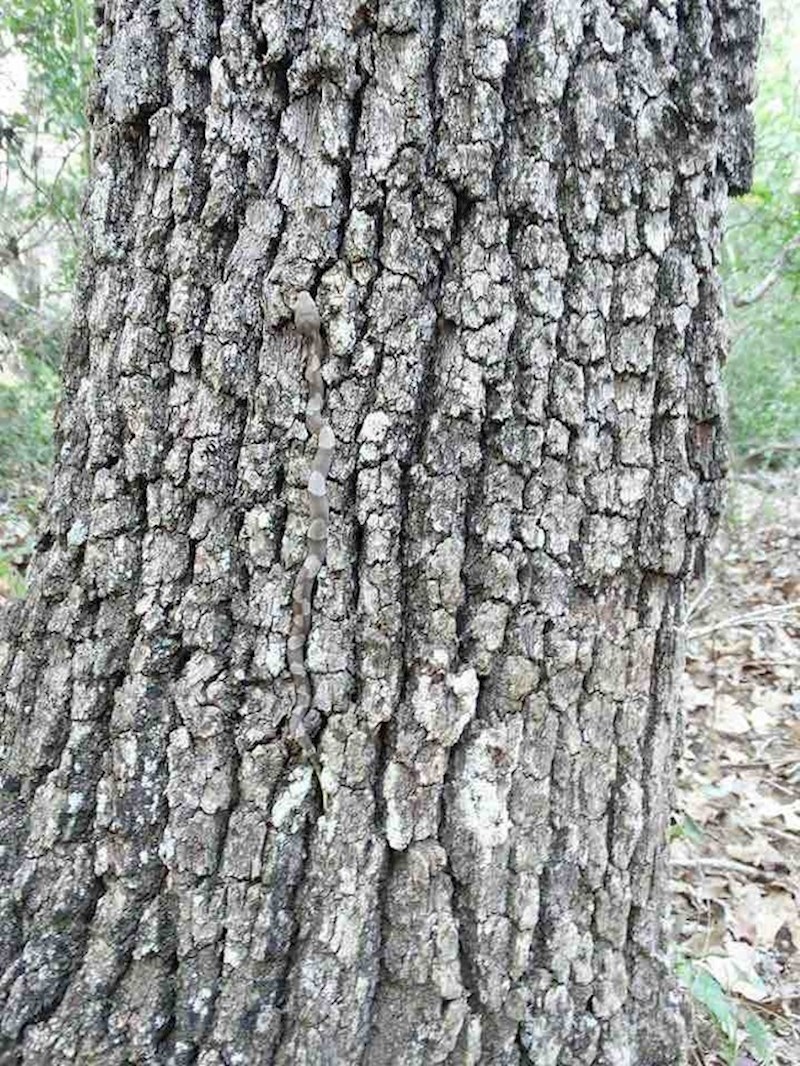 Vjerujete li nam da je na ovom drvetu životinja?