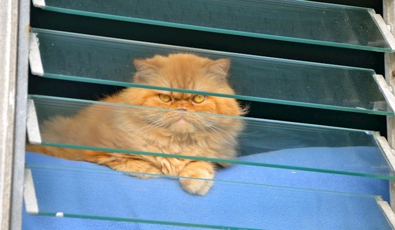 "Pažljivo te promatram... Pazi što radiš."