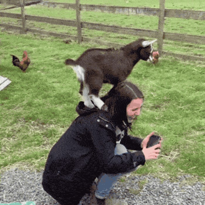 8 zanmimljivih GIFova koji dokazuju da su koze životinjski majstori parkoura
