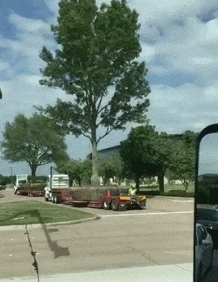 Tko kaže da premještanje ogromnih stabala nije moguće? Ova snimka će oduševiti ljubitelje prirode