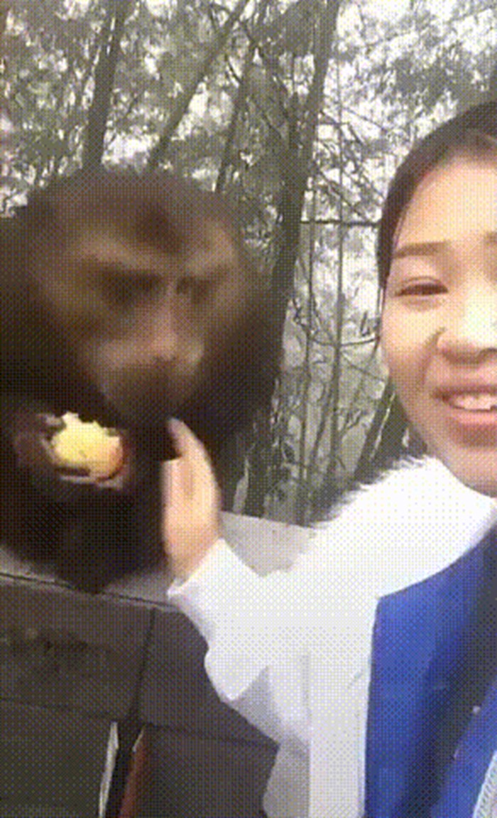 Majmun zabavlja posjetitelje zoološkog vrta zanimljivim trikom s jezikom