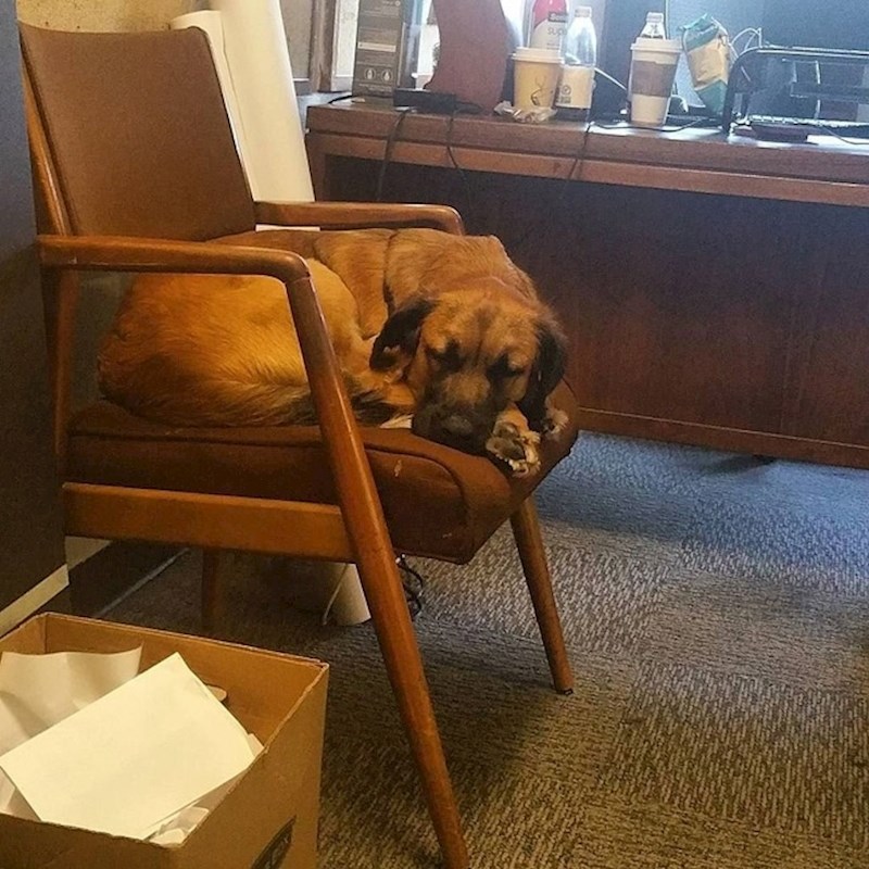 "Čak i psi koji borave u uredima osjećaju se umorno."