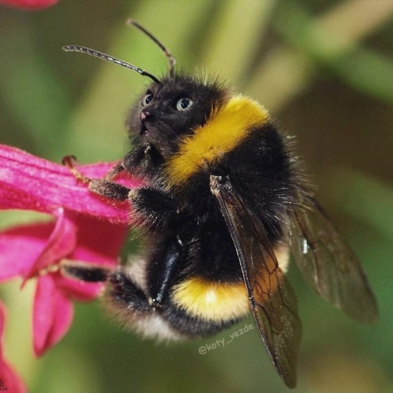 Pčela / bumbar