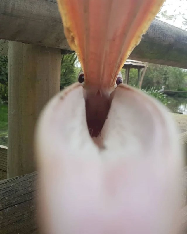 "Ovaj pelikan je pokušao pojesti moj mobitel."