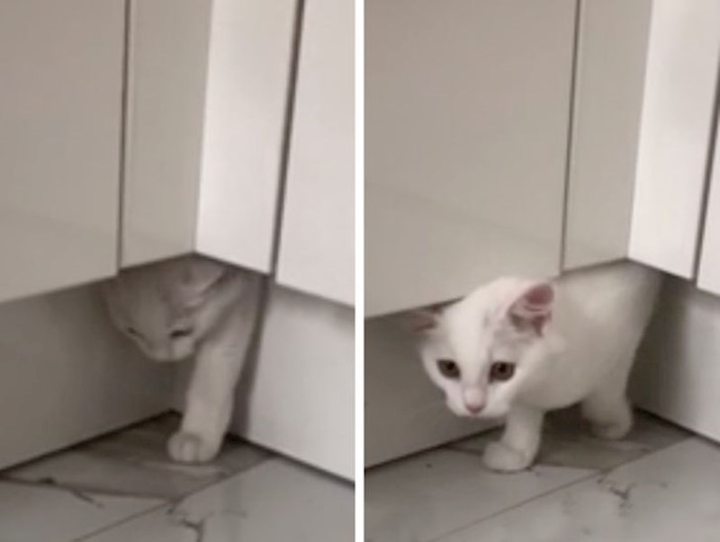 "Naša (kućna) mačka je bila nestala. Puna 2 sata smo je pokušavali pronaći, a onda sam ugledala ovo..."