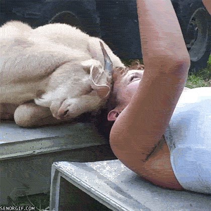 Slikanje slatkih selfija s kozom nije završilo slatko, evo što se dogodilo kad je djevojka kozi dosadila