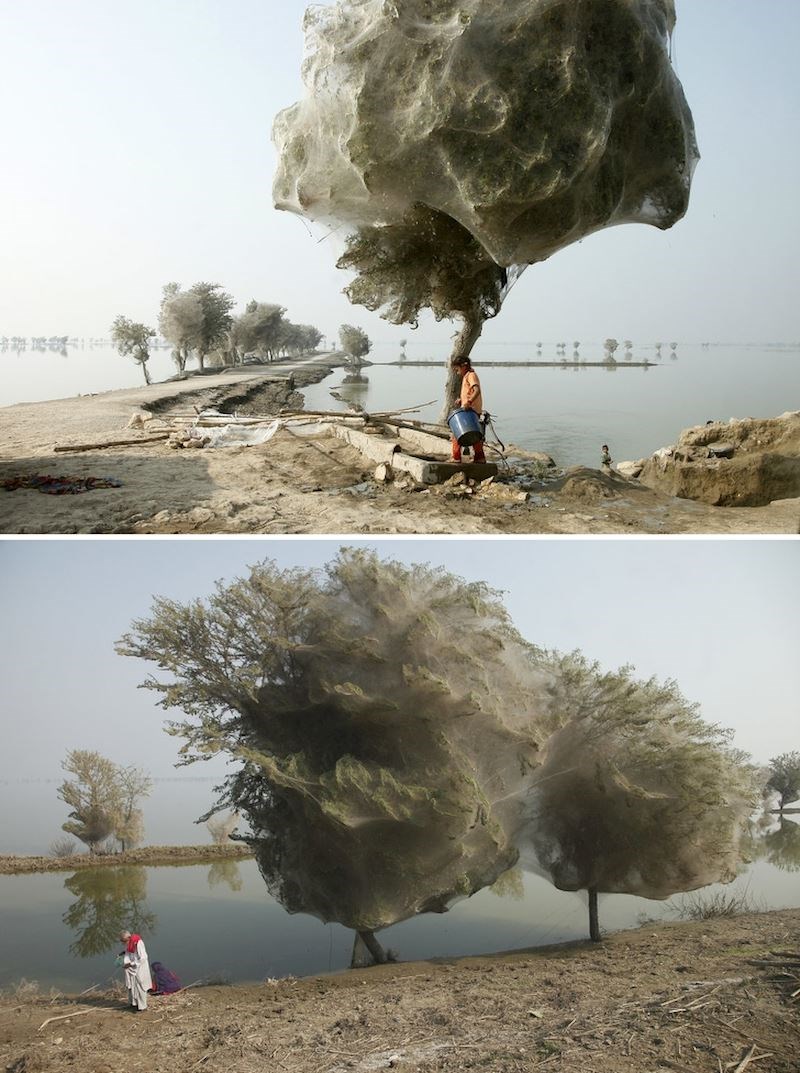 Ova stabla su prekrivena paučinom.