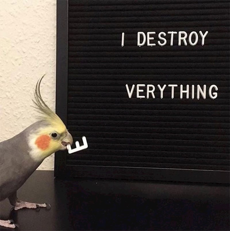 Ova ptica mrzi pravopis.