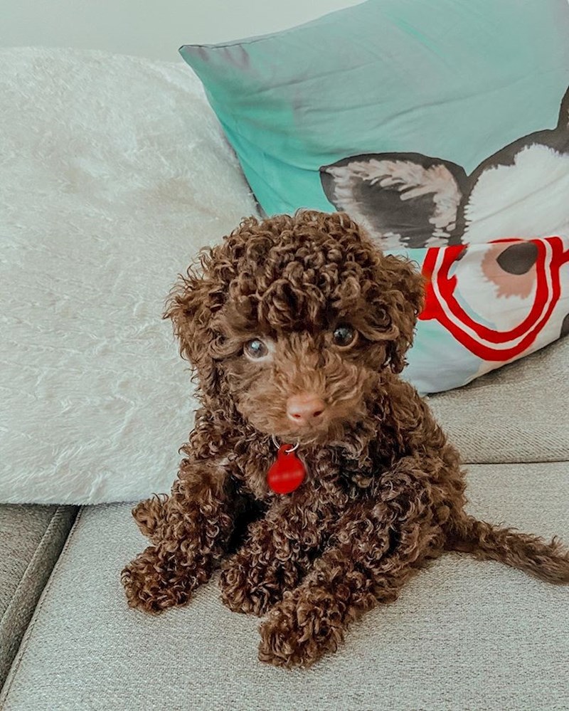 Ovaj psić izgleda kao plišana igračka!